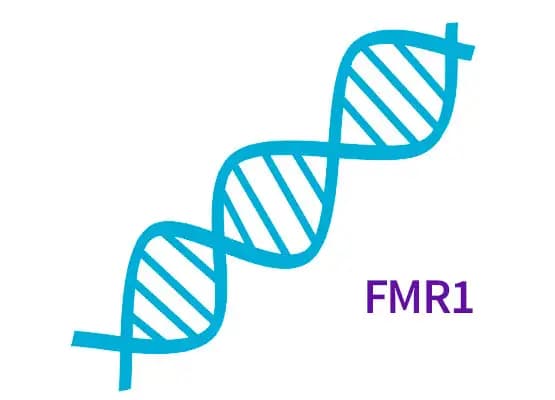 Zespół łamliwego chromosomu X - prescreening