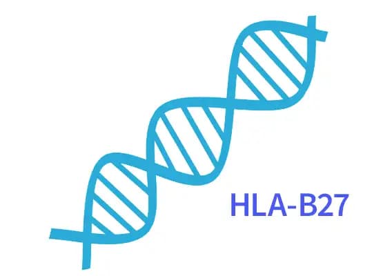 HLA-B27 - Zesztywniające zapalenie stawów kręgosłupa (ZZSK)